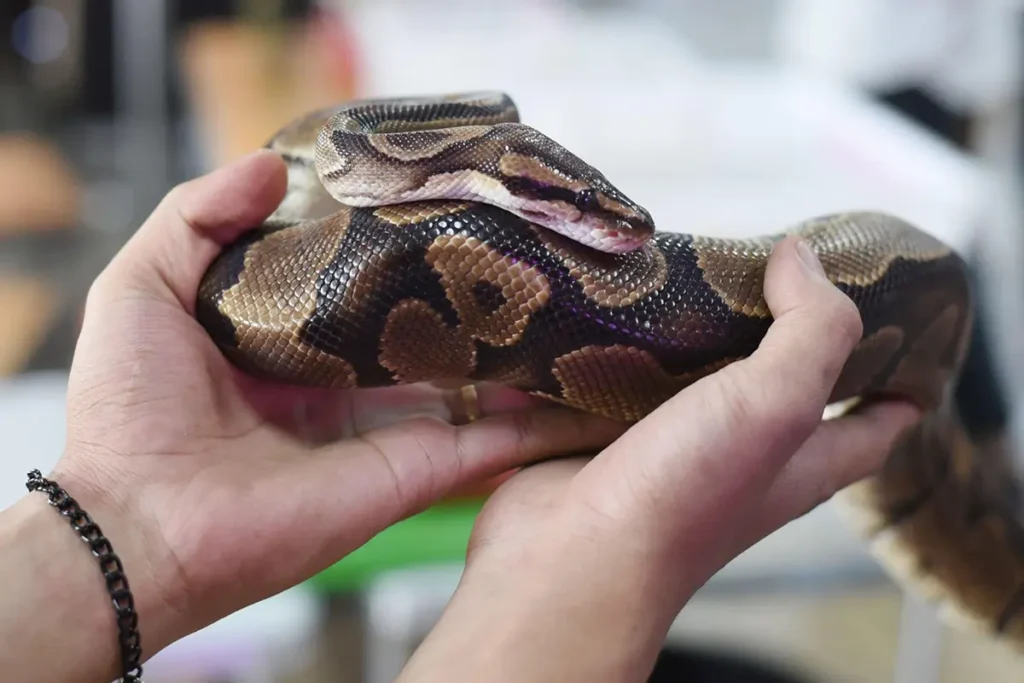 how-to-handle-a-ball-python