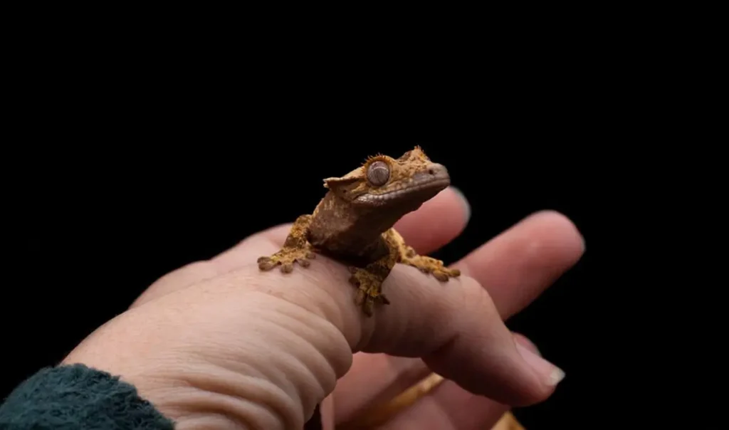 tamming-a-baby-crested-gecko