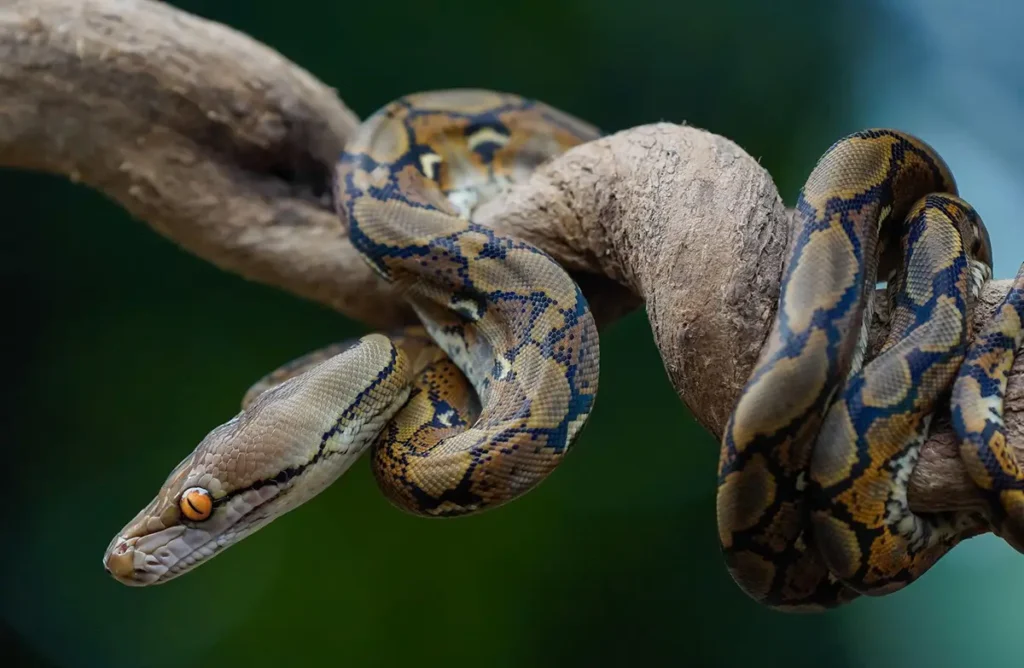 why-isn't-my-ball-python-eating