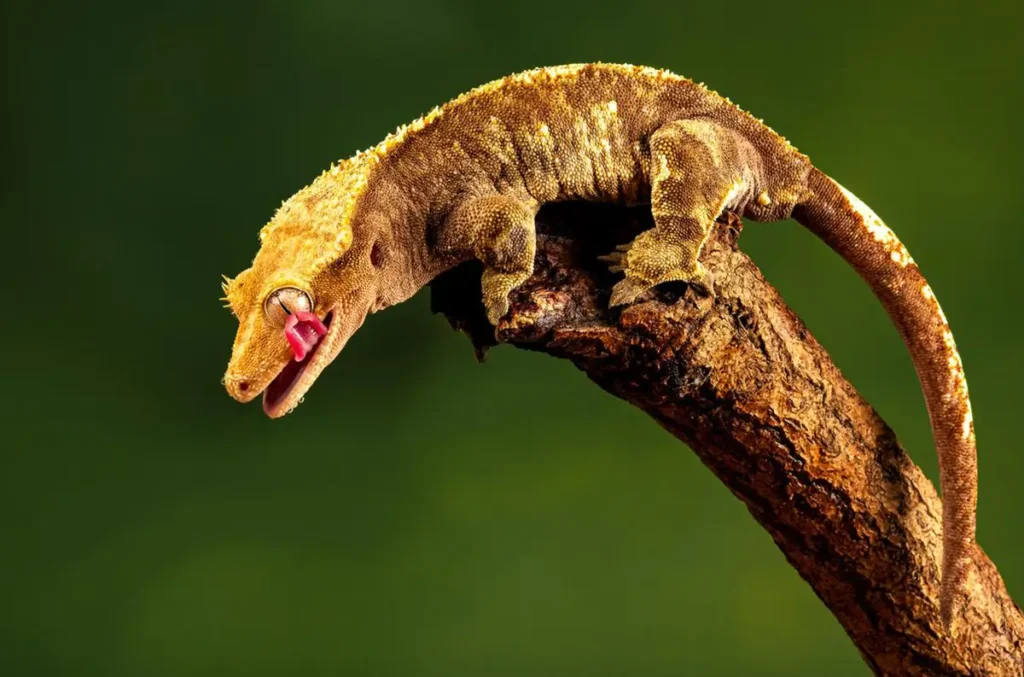 Close-up of a crested gecko tail