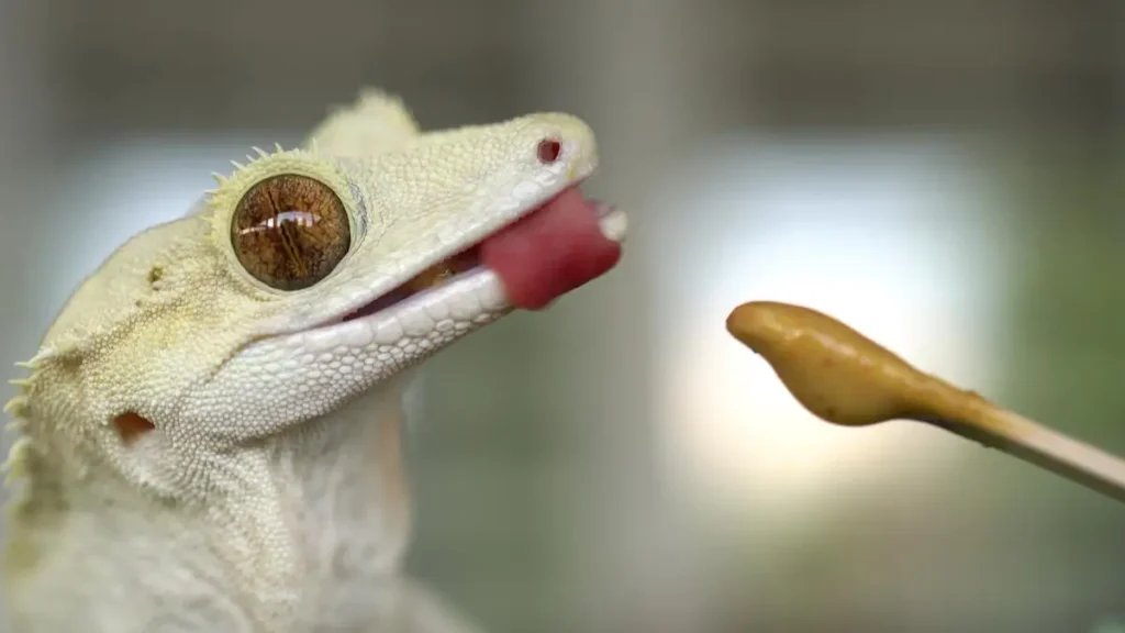 Crested Gecko Happily Eating