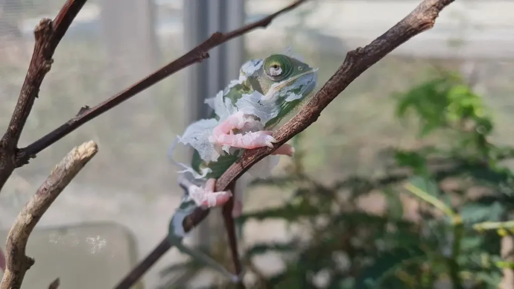 chameleon-shedding-sitting-on-a-branch
