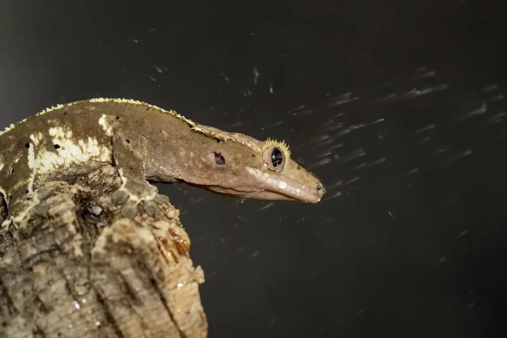 crested-gecko-dehydration