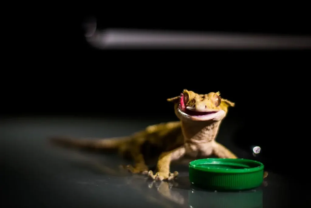 crested-gecko-drinking-water