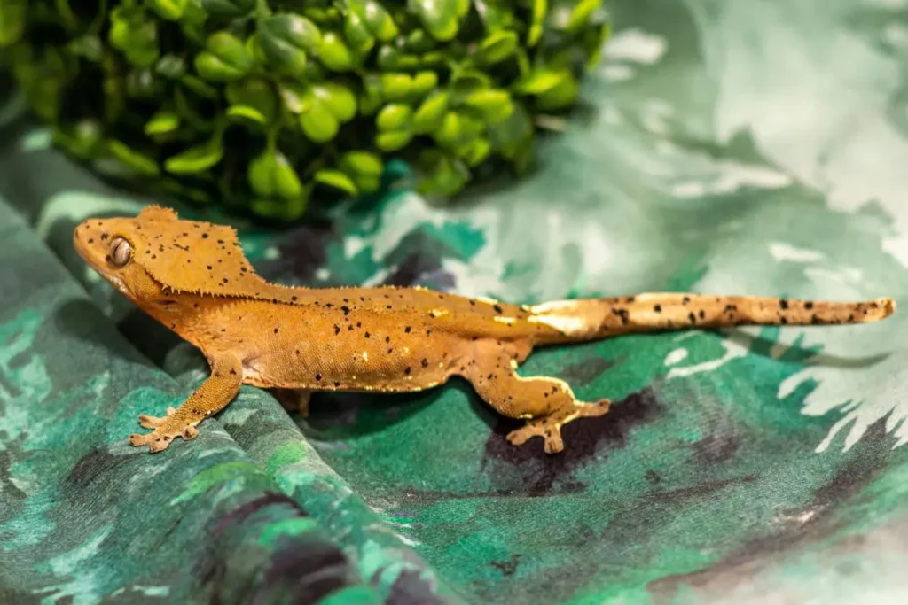 full-grown-crested-gecko