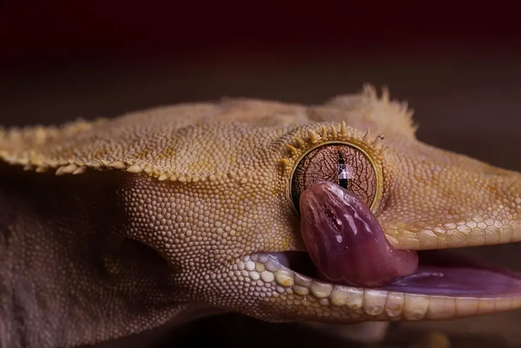 gecko-eye-infection-treatment