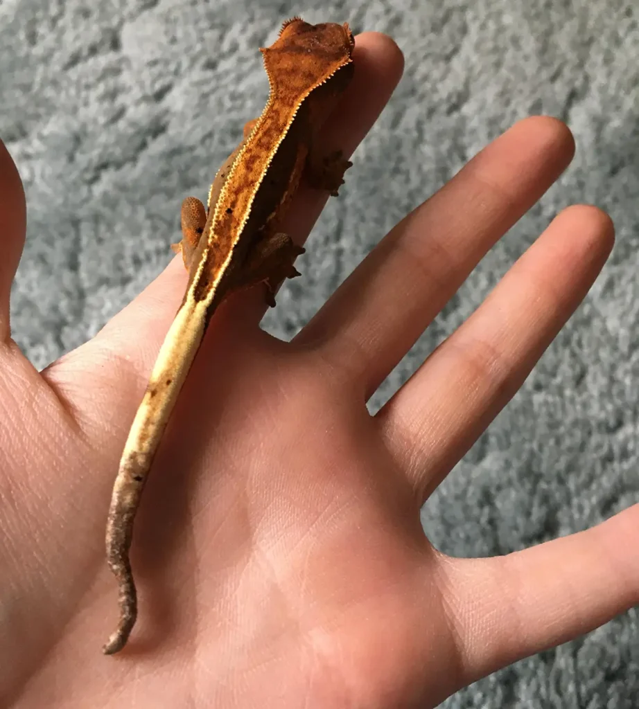 gecko-tail-rot