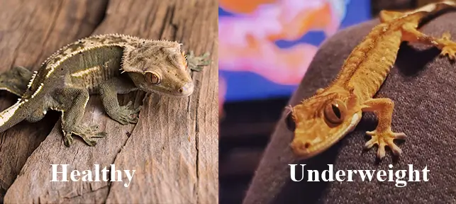 healthy-vs-underweight-crested-gecko