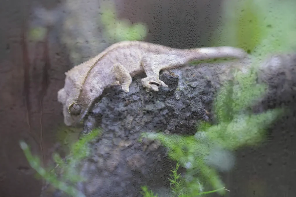 how-to-lower-humidity-in-gecko-tank