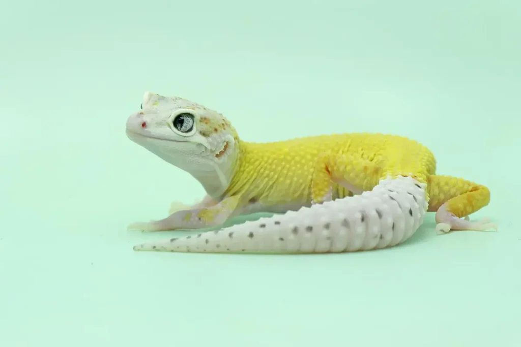 leopard-gecko-appearance