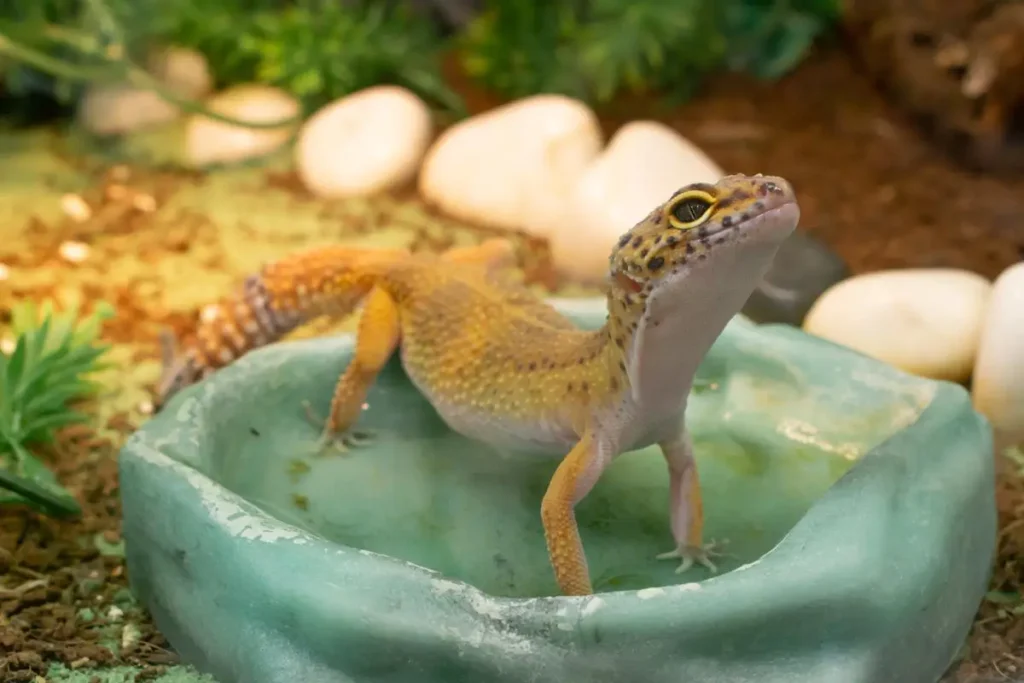 leopard-gecko-care