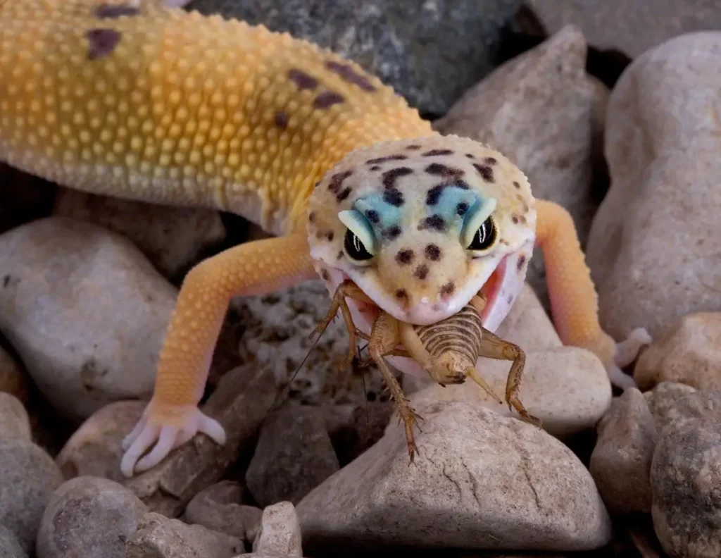 leopard-gecko-eating-a-cricket