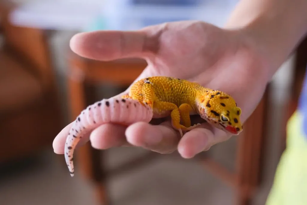 leopard-gecko-lifespan-in-captivity