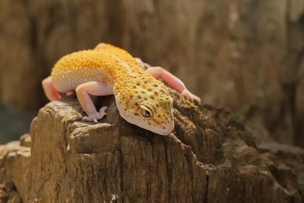 leopard-gecko-on-rock