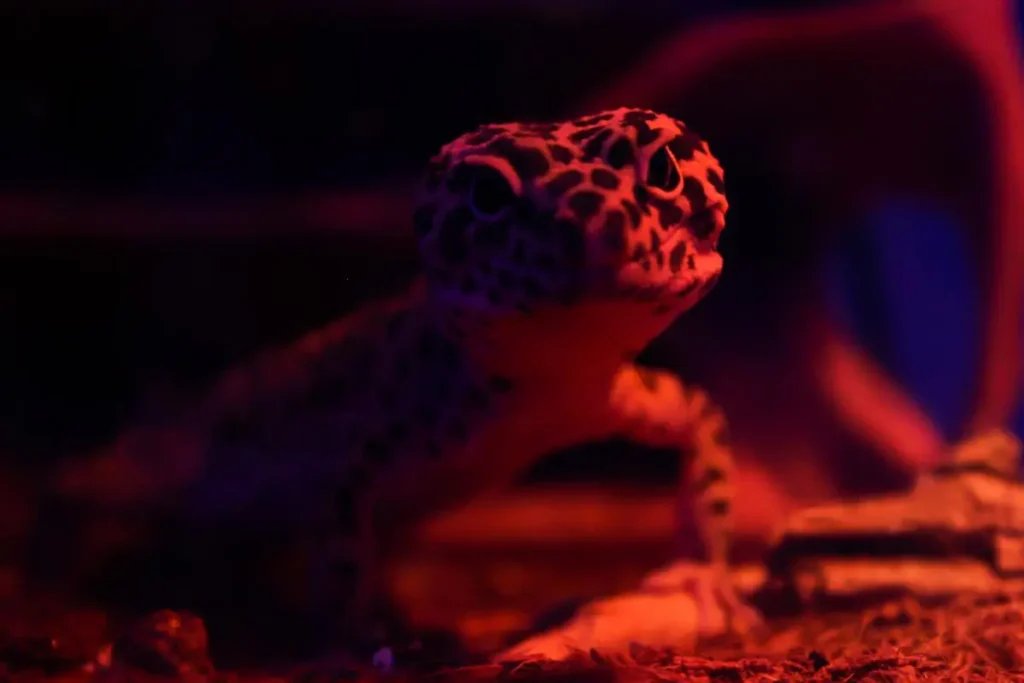 leopard-gecko-red-blue-light