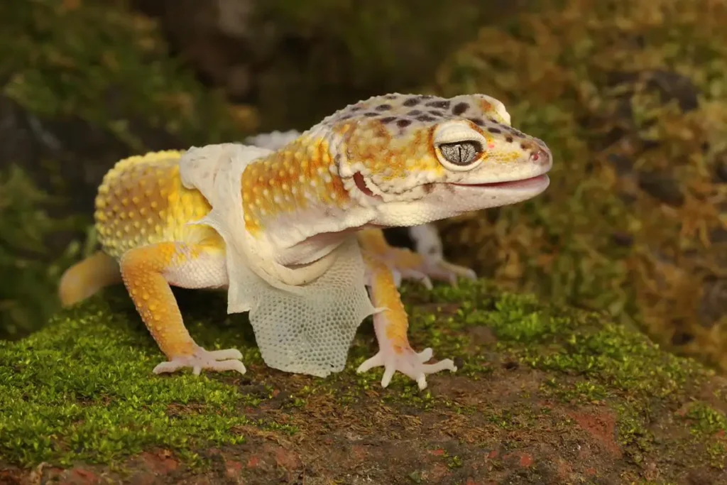 leopard-gecko-shedding