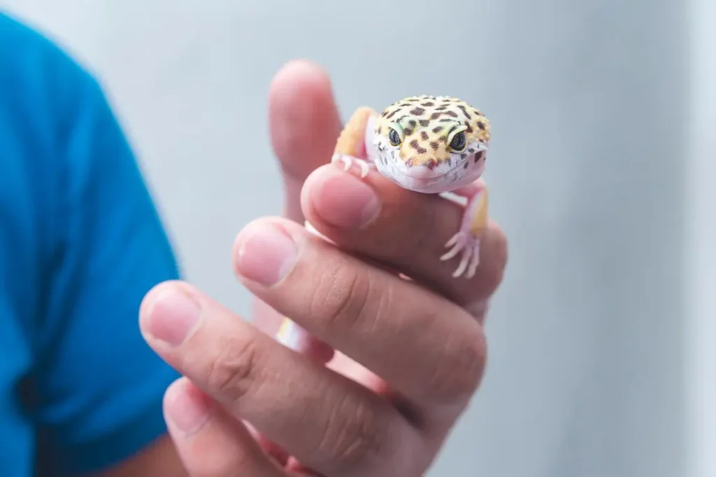 man-holds-friendly-juvenile-leopard-gecko