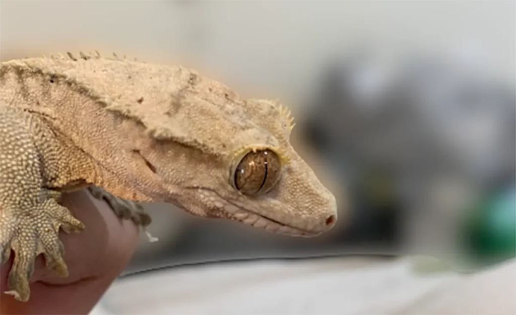 mouth rot crested gecko
