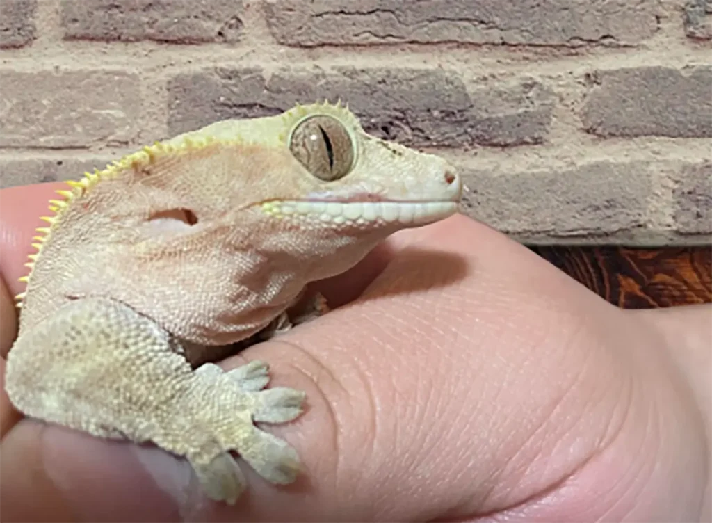 mouth-rot-in-crested-geckos