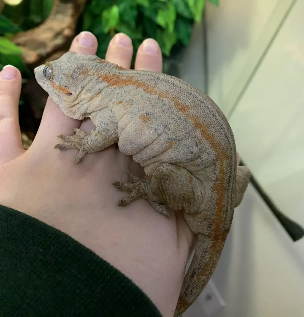 overweight-crested-gecko