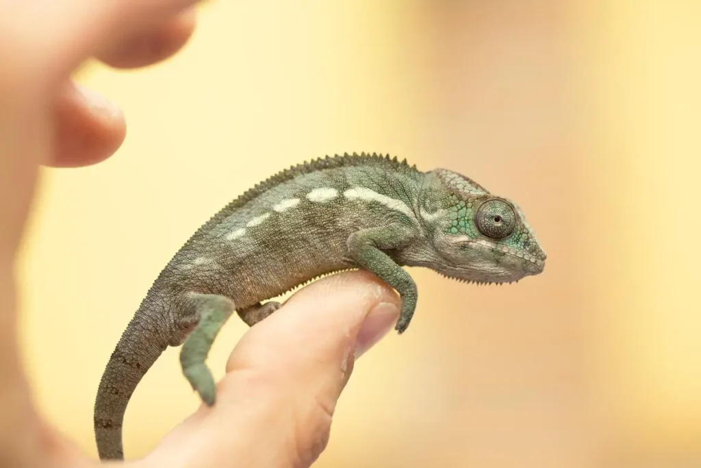 pet-chameleon-resting-on-owners-thumb