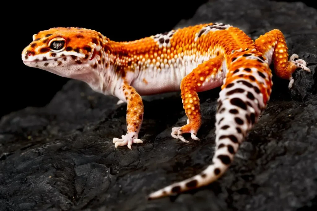 pet-leopard-gecko