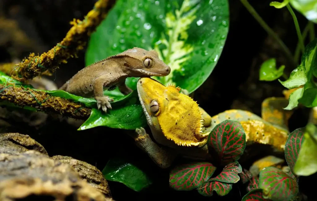 two-different-color-crested-geckos