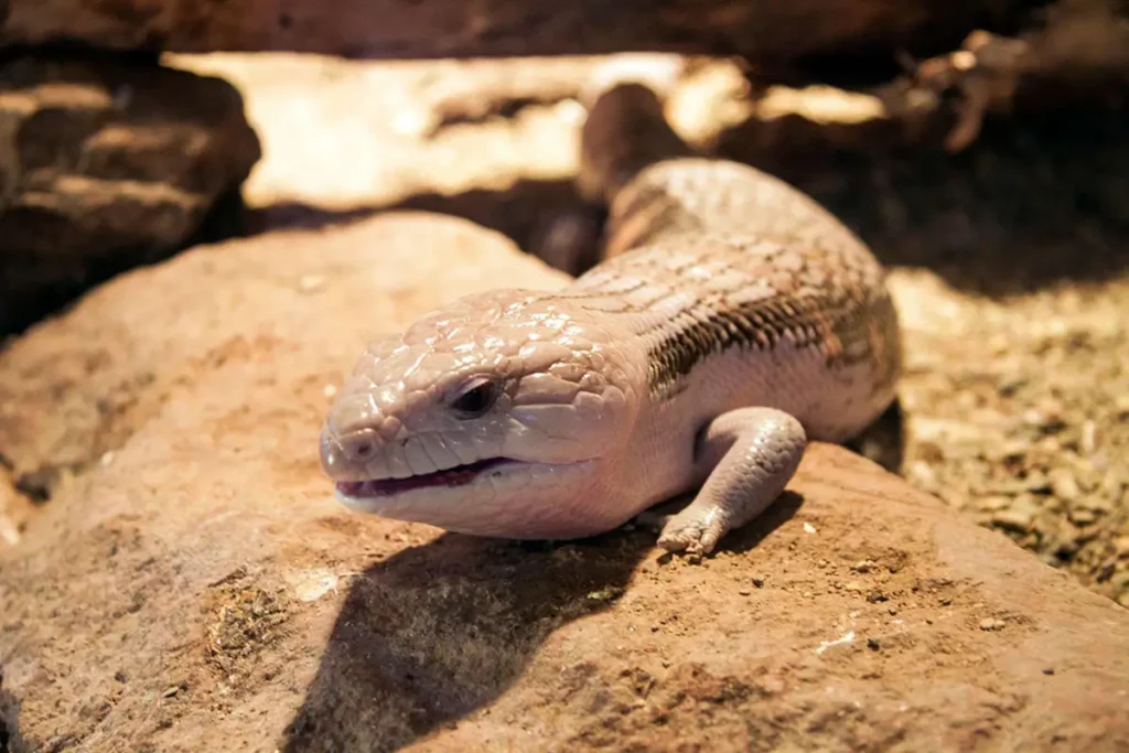 blue-tongue-skink-facts