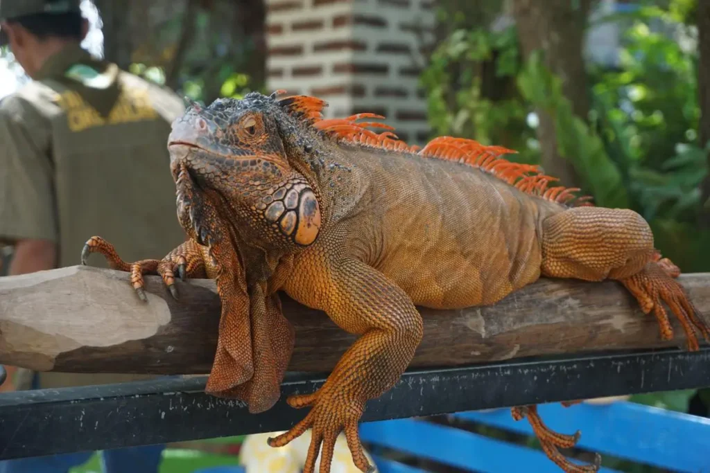 close-look-of-red-iguana