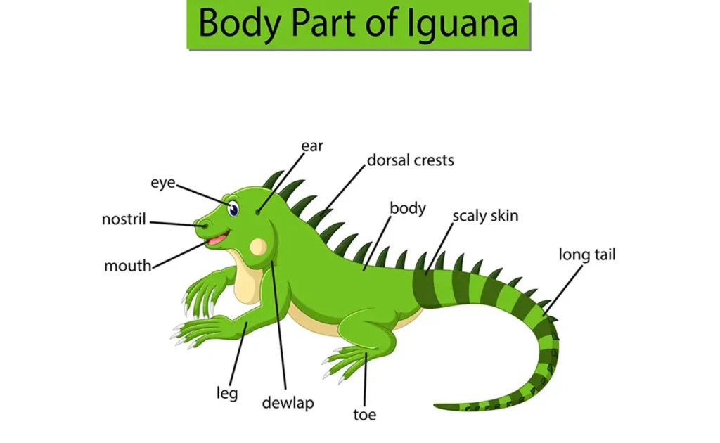 diagram-showing-body-part-of-iguana