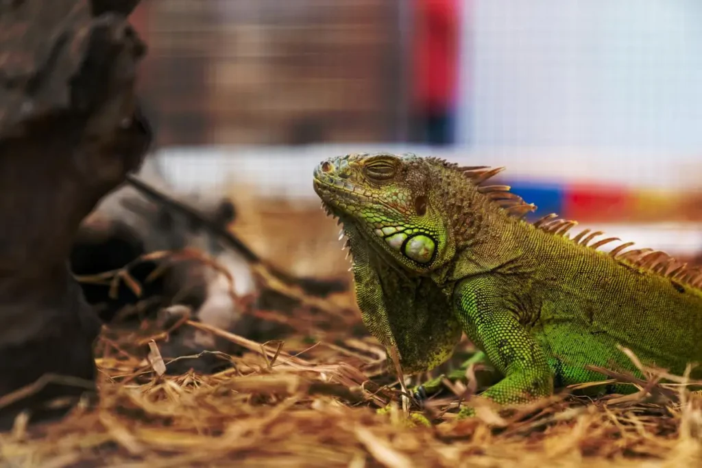 eyes-closed-green-iguana