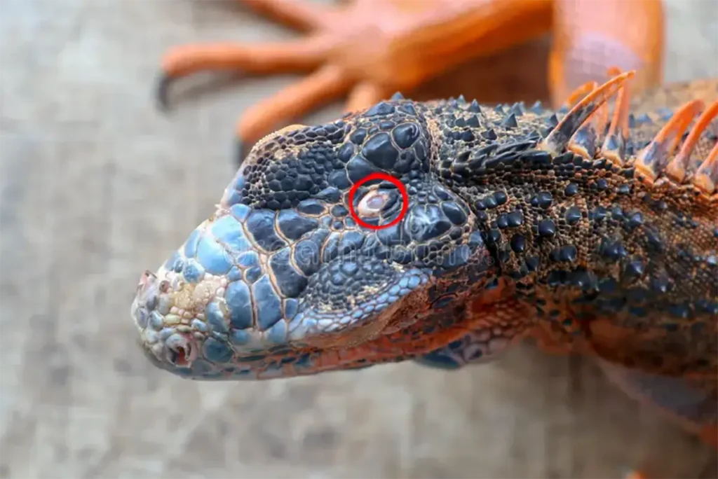 iguana-3rd-eye