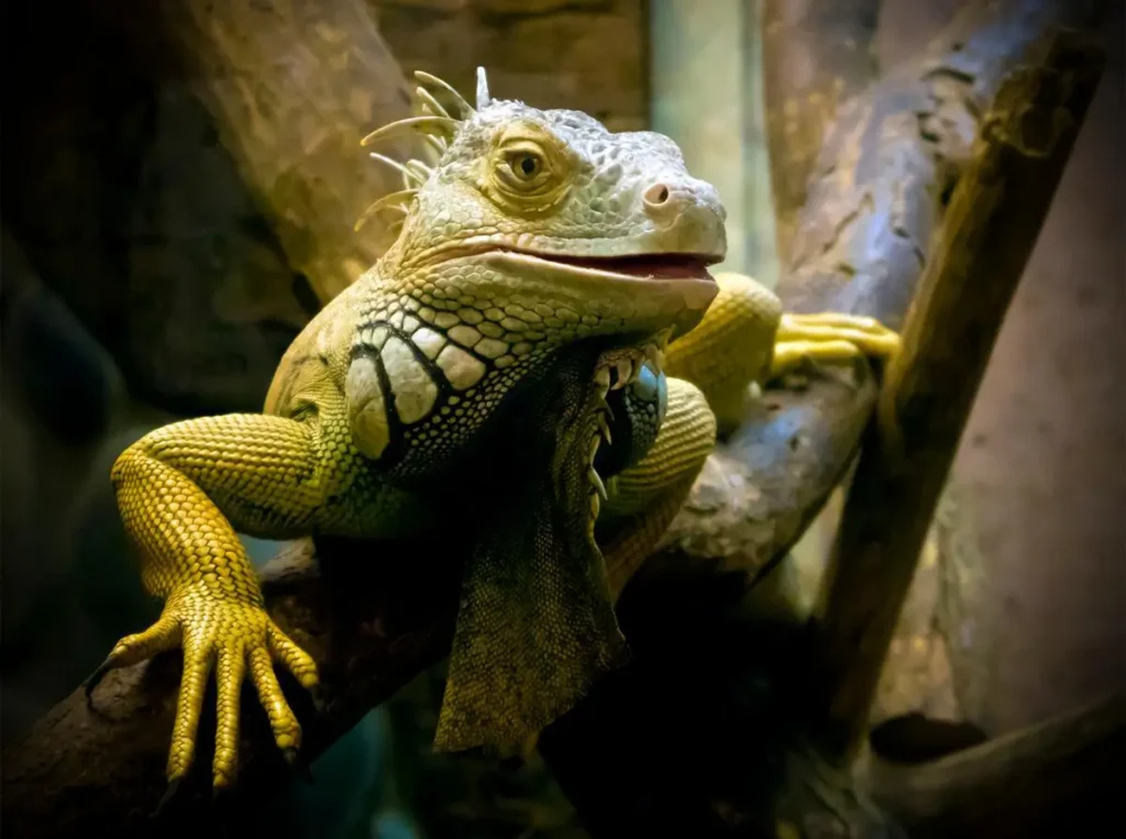 iguana-bulging-eyes