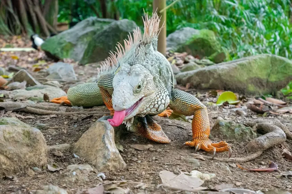 iguana-licking