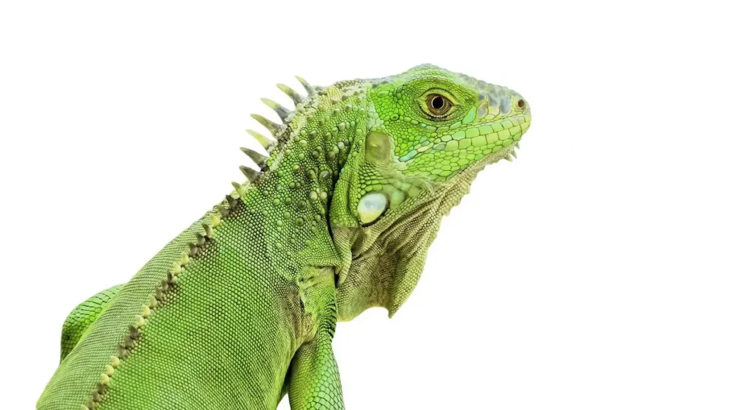 iguana-shedding-skin