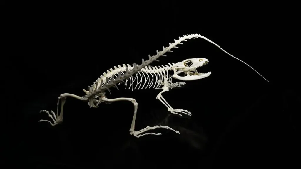 iguana-skeleton
