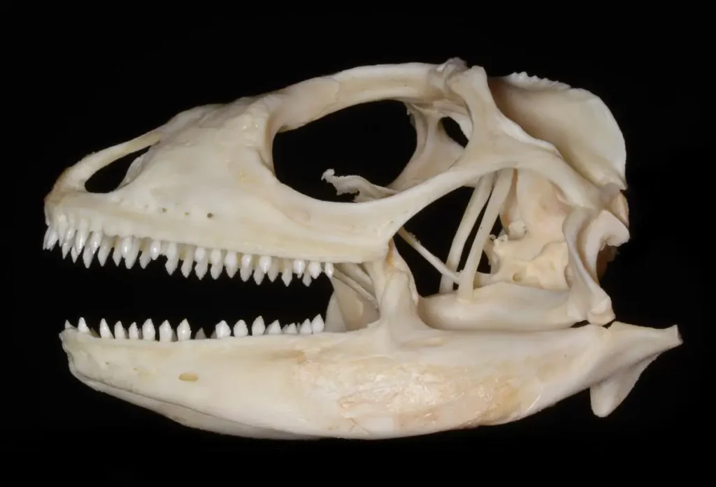 iguana-teeth