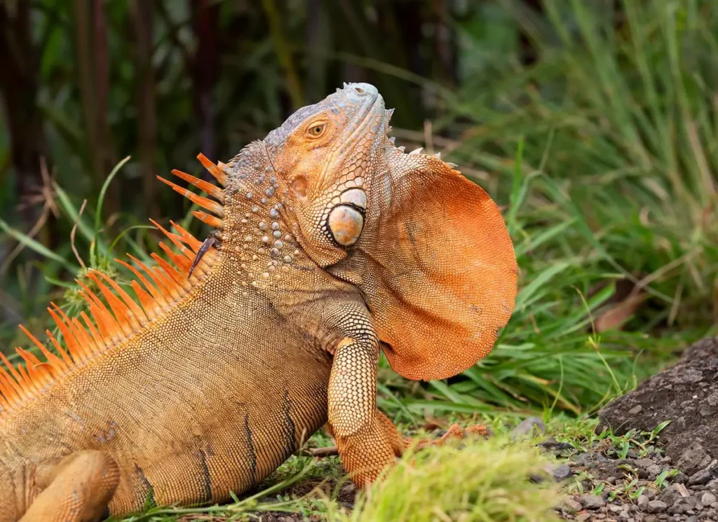 iguana-with-their-dewlap-extended