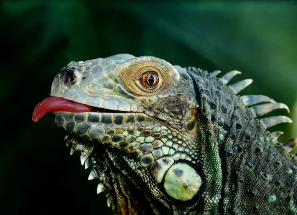 iguana-tongue