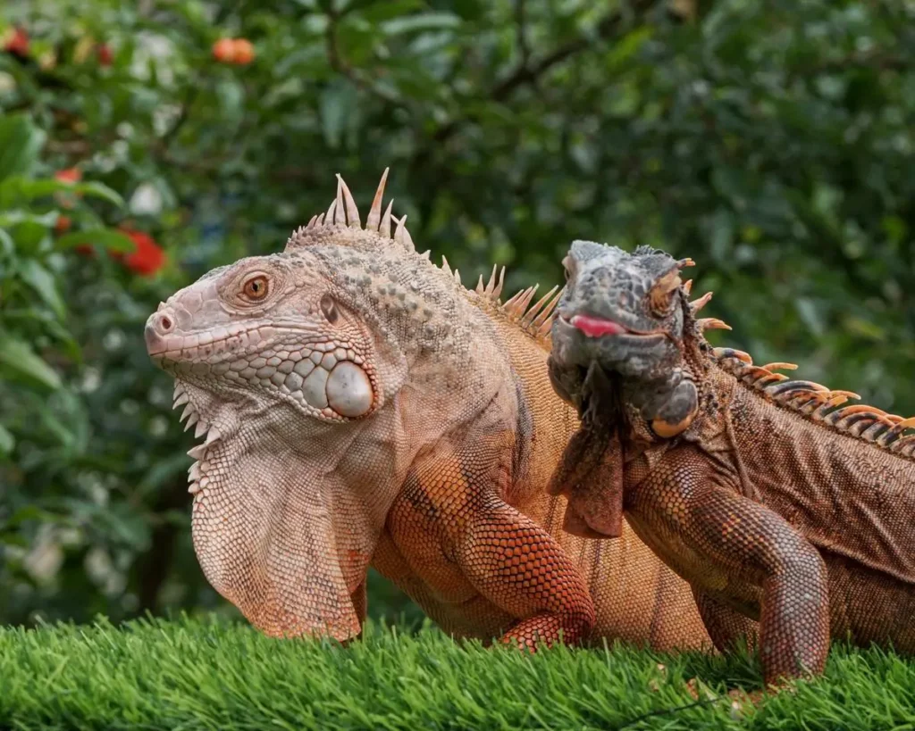 male-and-female-red-iguanas