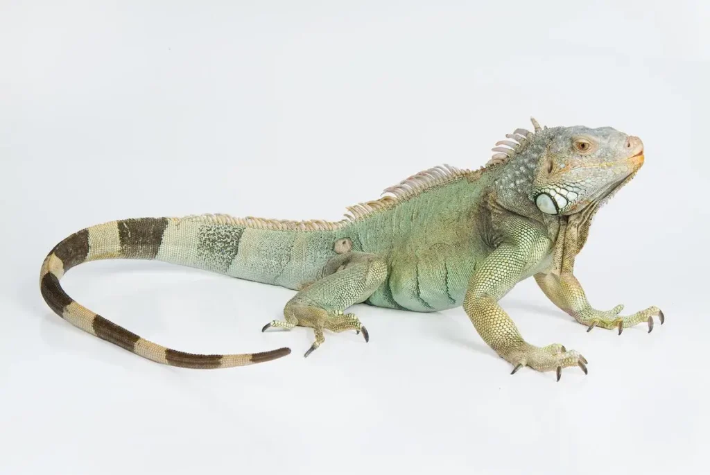 neck-back-and-tail-of-iguana