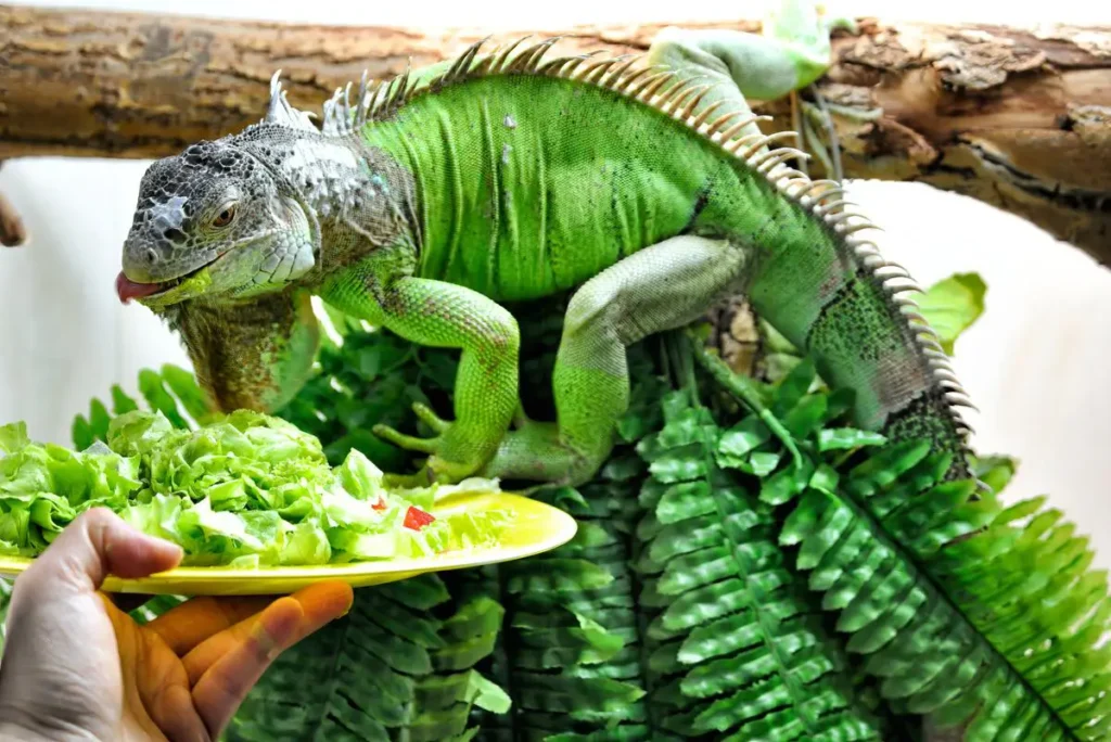 what-do-pet-iguanas-eat