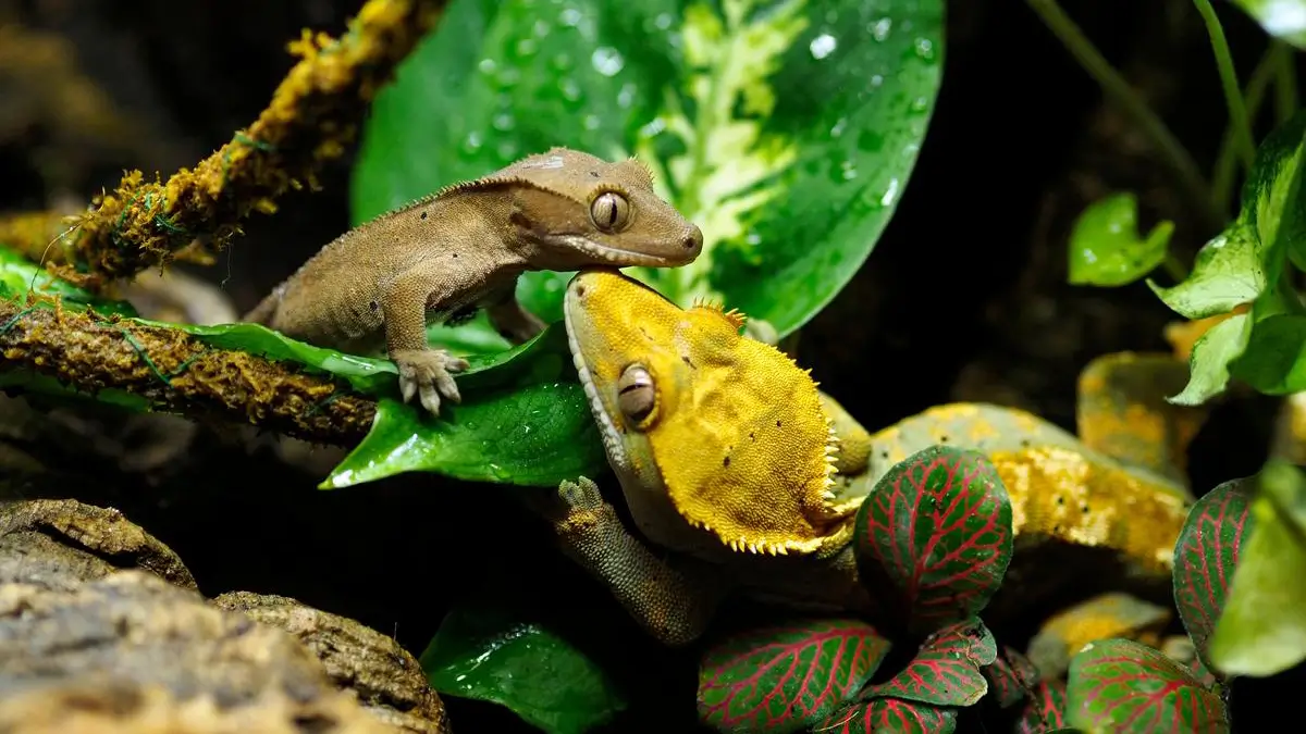 can-crested-geckos-live-together