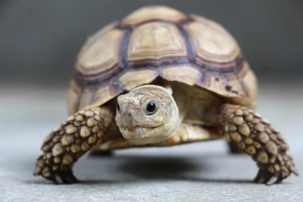 close-african-spurred-tortoise