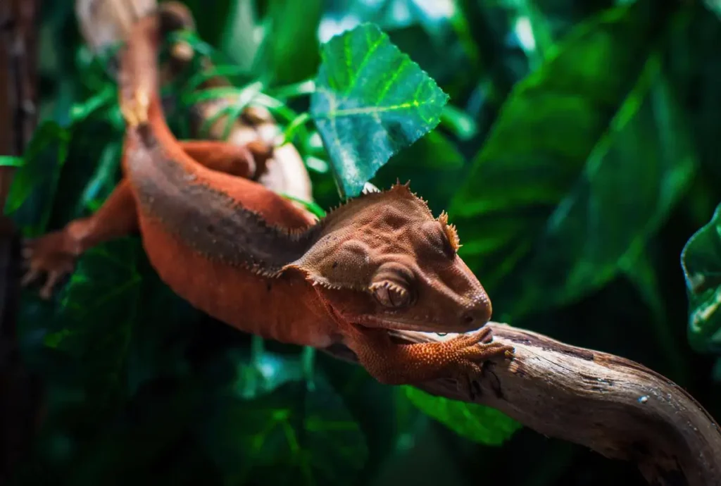 crested-gecko-in-the-wild