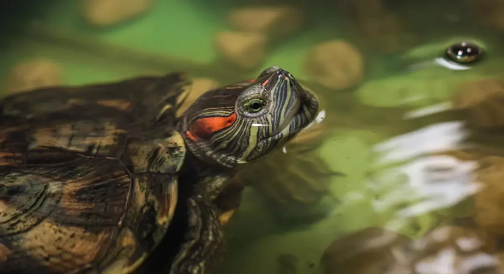 domestic-red-ear-slider-turtle