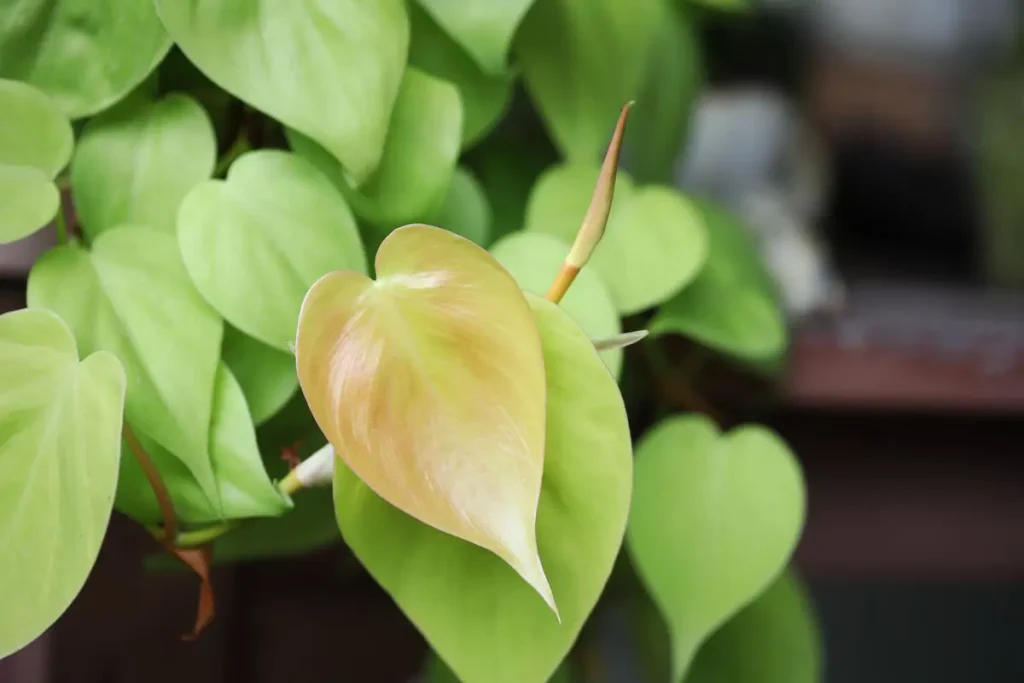 heartleaf-philodendron-hederaceum