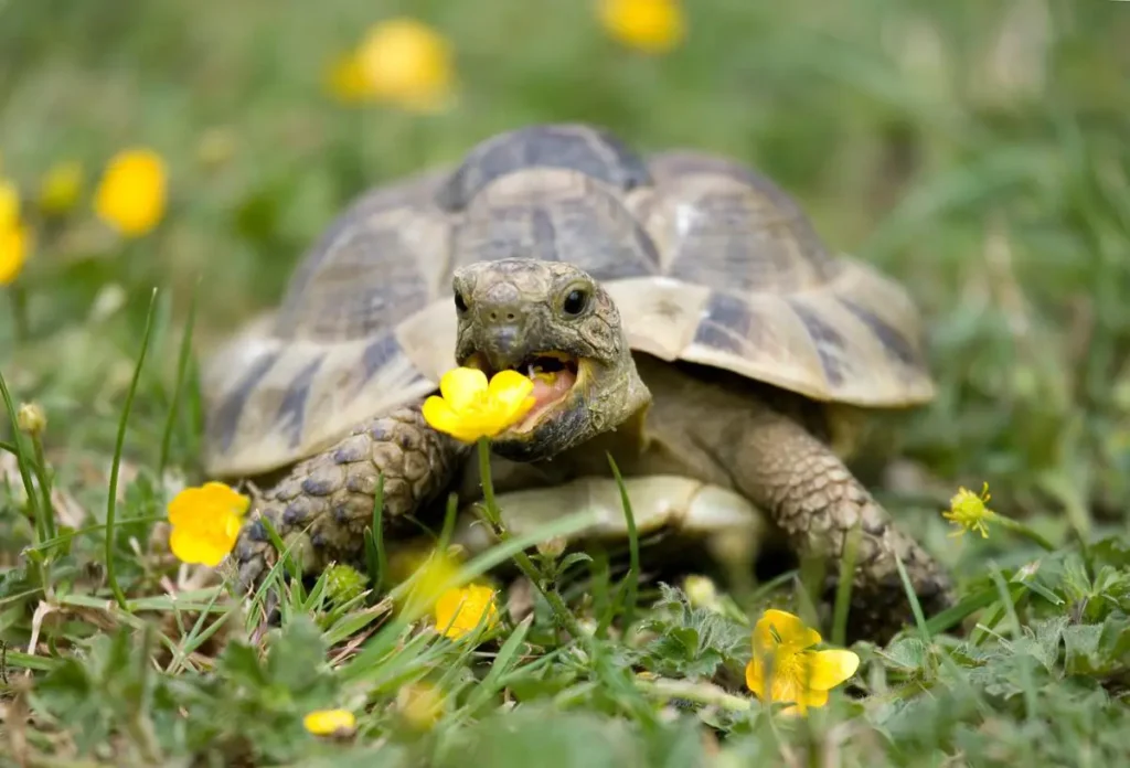 hermanns-tortoise-garden-eating-buttercup