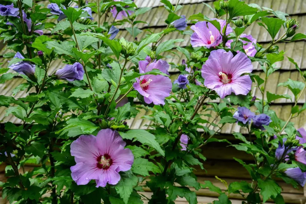 hibiscus-rosa-sinensis