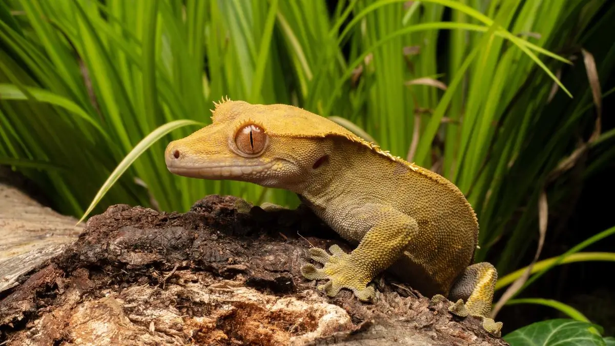 How Long Do Crested Geckos Live Crested Gecko Lifespan 